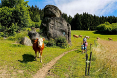 Eine Gruppe von Menschen geht mit Kühen einen Feldweg entlang