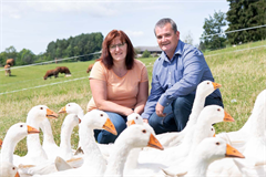 Ein Mann und eine Frau mit einer Gruppe Enten auf einem Feld